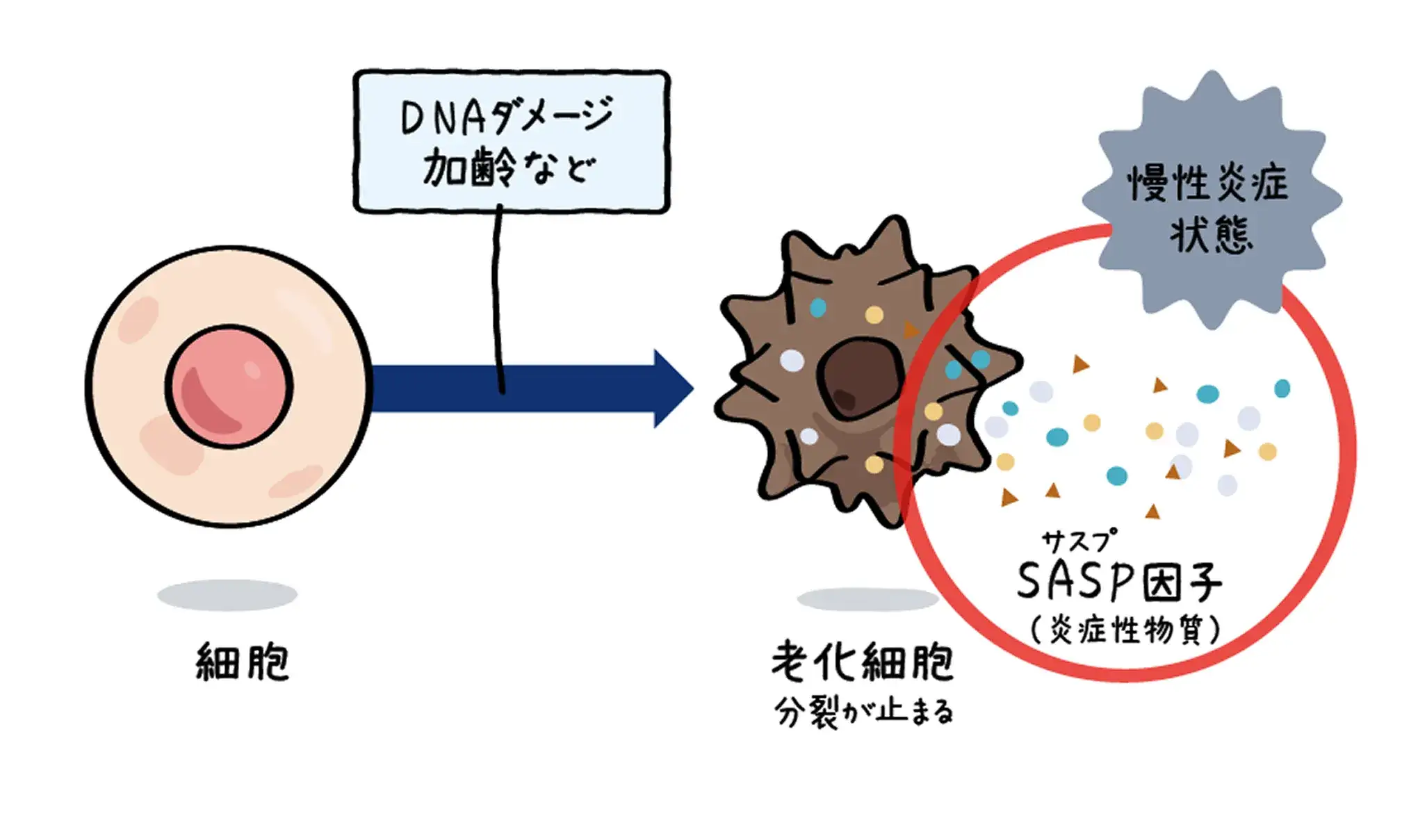 慢性炎症のイメージ