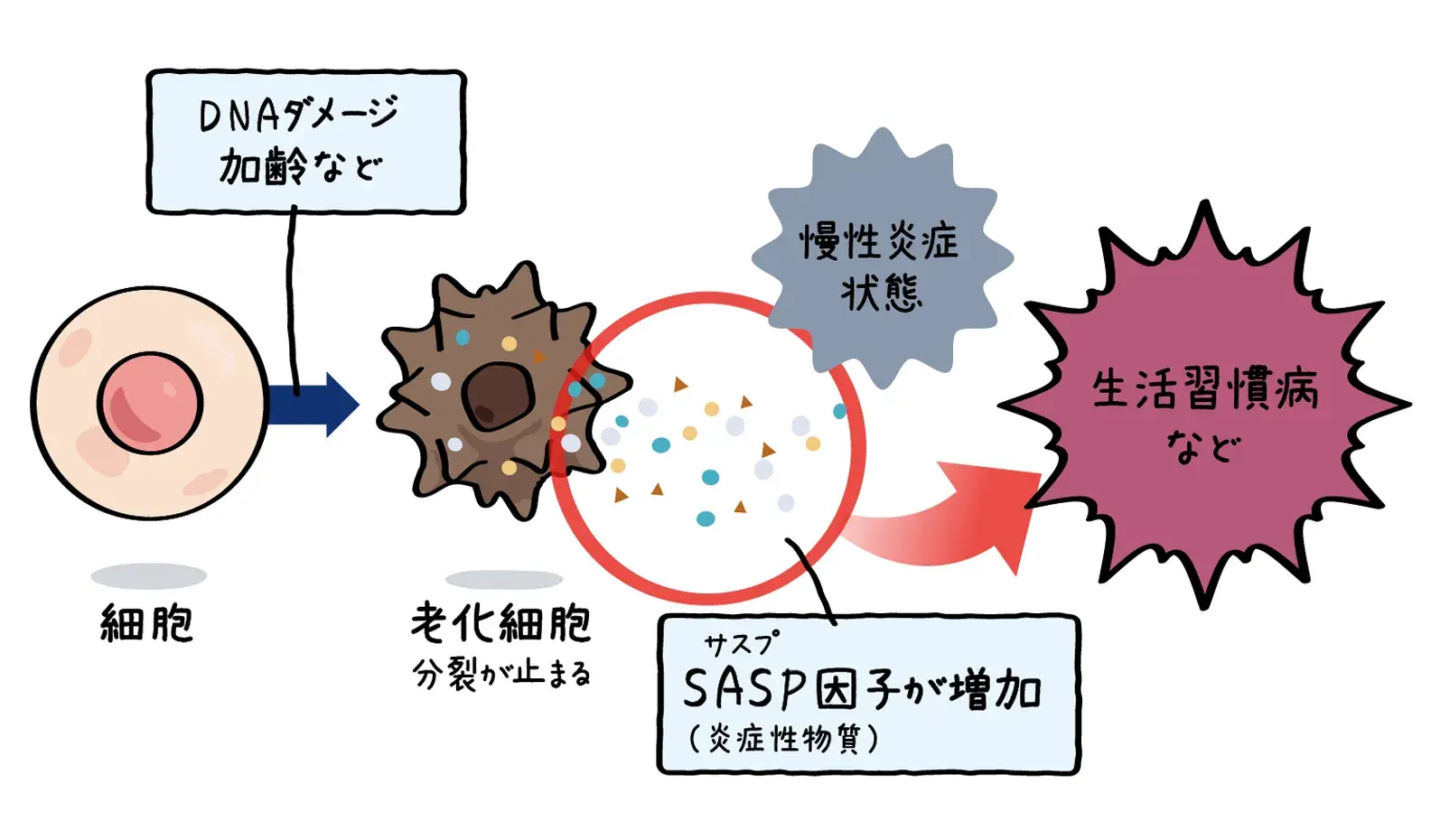 【インタビュー】老化の鍵は“慢性炎症” |第一三共ヘルスケア研究員が語る、肌の炎症メカニズム - エイジングケア情報局 - 第一三共ヘルスケア ...